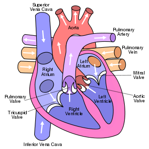 Diagram of the human heart 1. Superior Vena Ca...